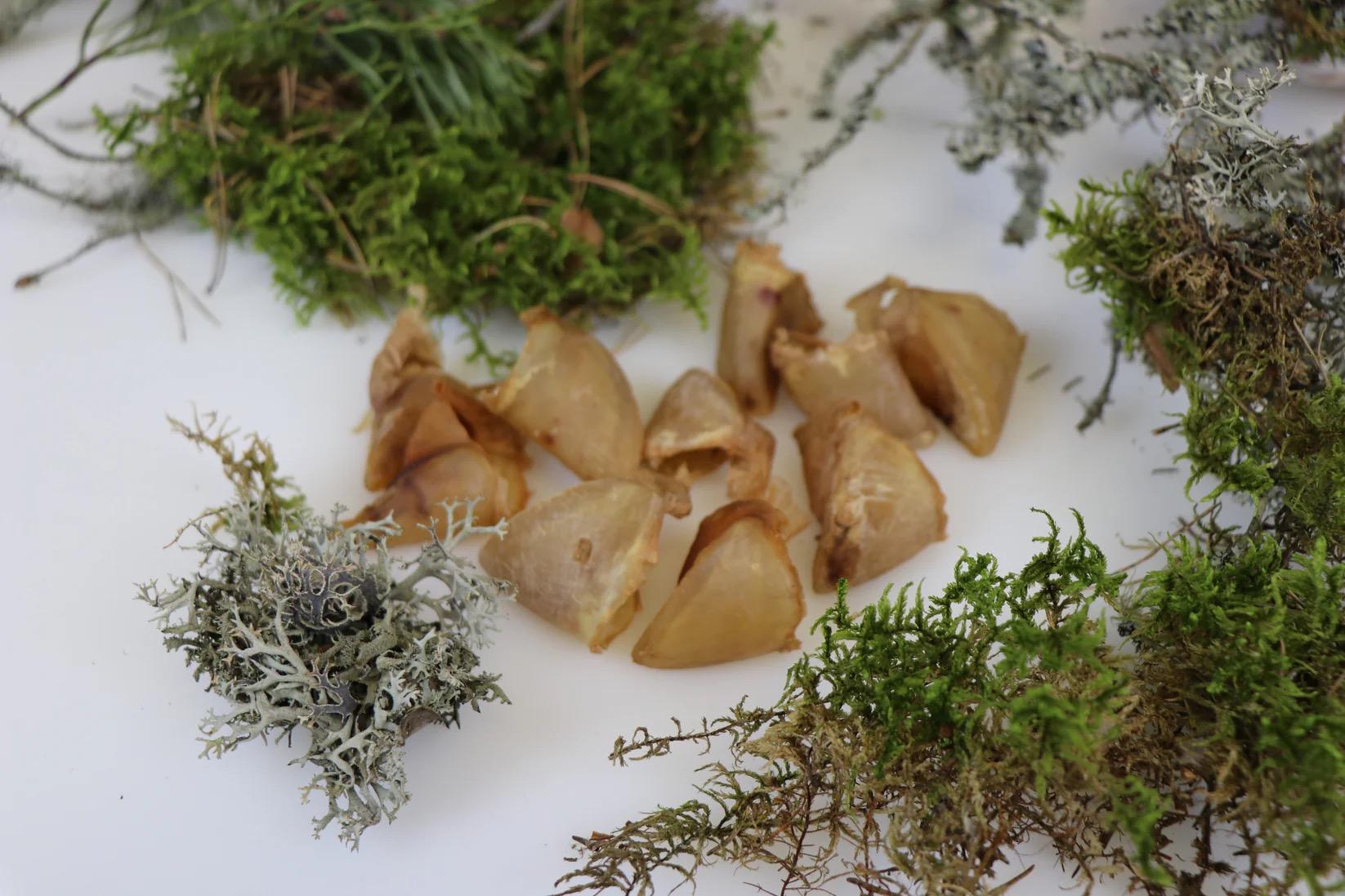 4741379501113.jpg Tessa kuivatatud seasõrad koertele 60g - Image 1